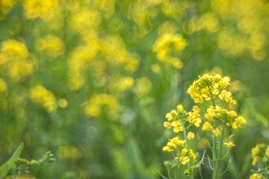 小湊鐵道 菜の花畑 春 養老渓谷 里山トロッコ列車