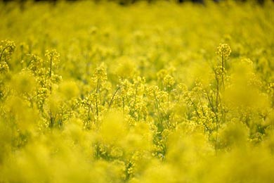 小湊鐵道 菜の花畑 春 養老渓谷 里山トロッコ列車