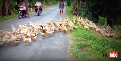 Stopped by a River of Ducks