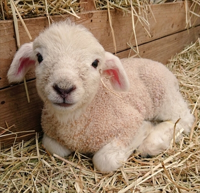 子犬みたいなひつじさん