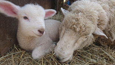子犬みたいなひつじさん