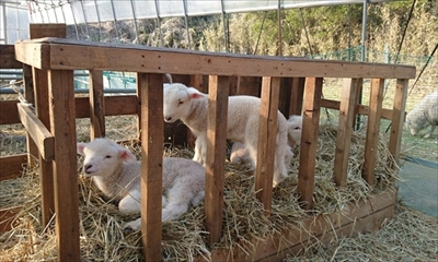 子犬みたいなひつじさん