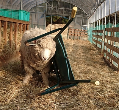 子犬みたいなひつじさん