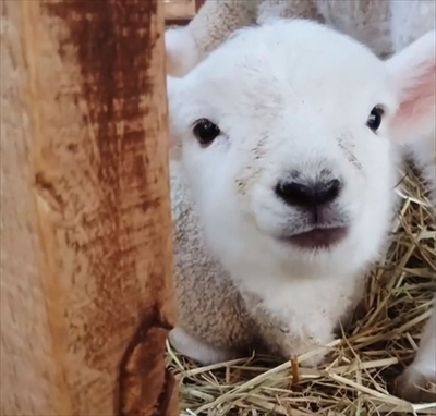 子犬みたいなひつじさん