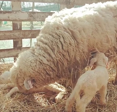 子犬みたいなひつじさん