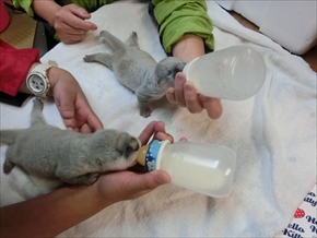 伊勢シーパラダイス・ツメナシカワウソ