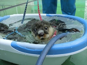伊勢シーパラダイス・ツメナシカワウソ
