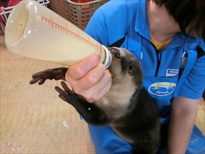 伊勢シーパラダイス・ツメナシカワウソ