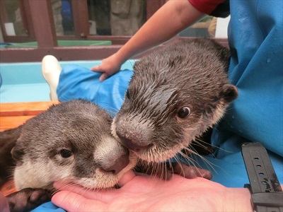 伊勢シーパラダイス・ツメナシカワウソ