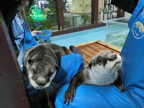 伊勢シーパラダイス・ツメナシカワウソ