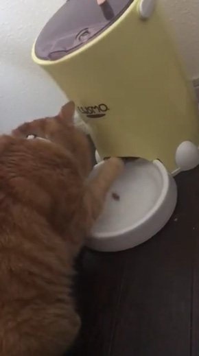 猫 餌やり機 自動給餌器 裏技 発見 LUSMO