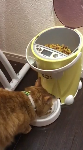 猫 餌やり機 自動給餌器 裏技 発見 LUSMO