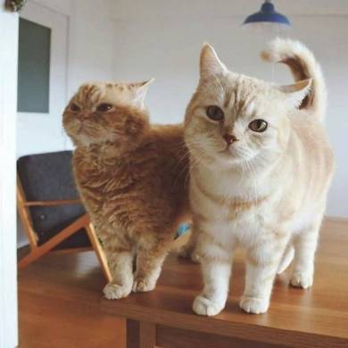 マフィンとチーズ