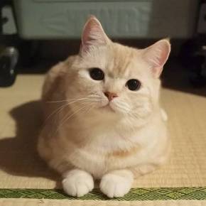 マフィンとチーズ