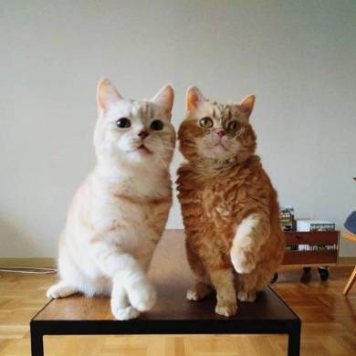 マフィンとチーズ