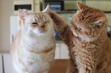 マフィンとチーズ