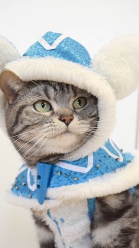 カガチネコの衣装を着たねこ、右向き