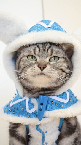 カガチネコの衣装を着たねこ、正面