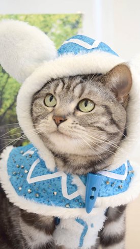 カガチネコの衣装を着たねこ、左向き