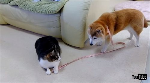 柴犬ひかりといちごと猫ミルキー