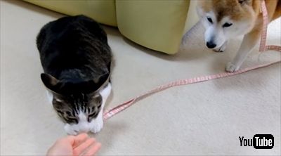 柴犬ひかりといちごと猫ミルキー