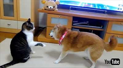 柴犬ひかりといちごと猫ミルキー