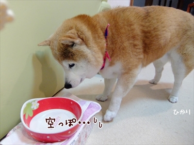 柴犬ひかりといちごと猫ミルキー