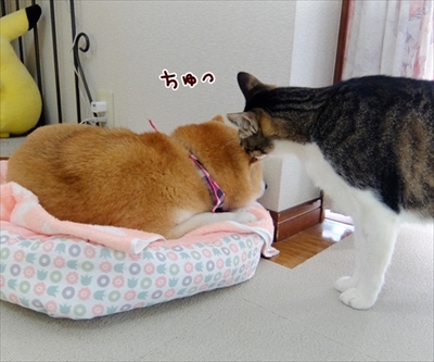 柴犬ひかりといちごと猫ミルキー