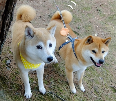 柴犬ひかりといちごと猫ミルキー
