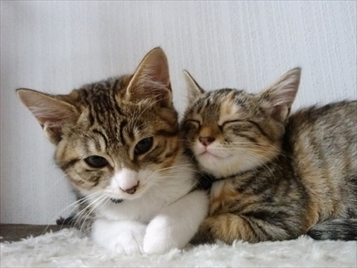 ネコのバスで譲渡会