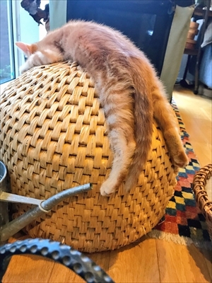 猫ちぐらの上で寝る子猫