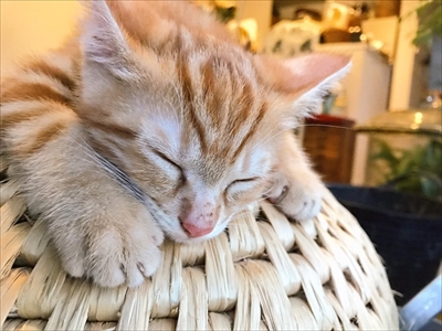 猫ちぐらの上で寝る子猫