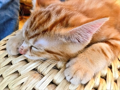 猫ちぐらの上で寝る子猫