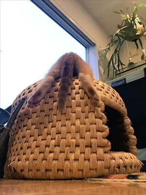 猫ちぐらの上で寝る子猫