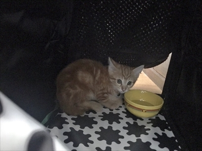 猫ちぐらの上で寝る子猫