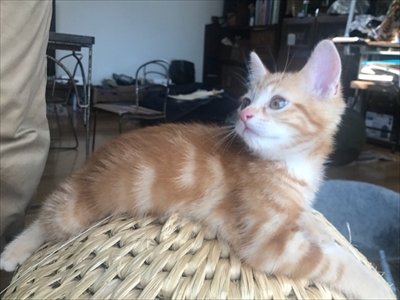 猫ちぐらの上で寝る子猫