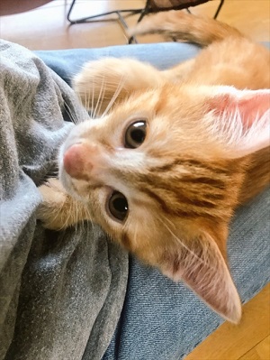 猫ちぐらの上で寝る子猫