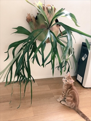 猫ちぐらの上で寝る子猫