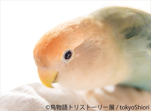 鳥物語トリストーリー展