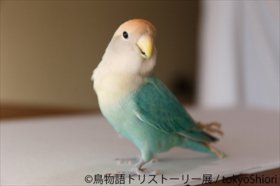 鳥物語トリストーリー展