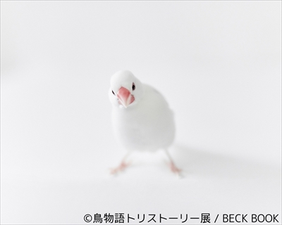 鳥物語トリストーリー展