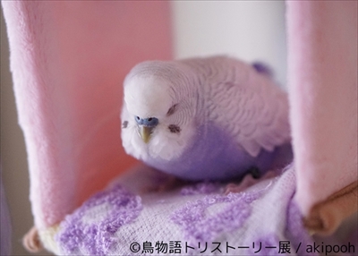 鳥物語トリストーリー展