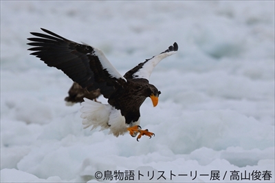 鳥物語トリストーリー展