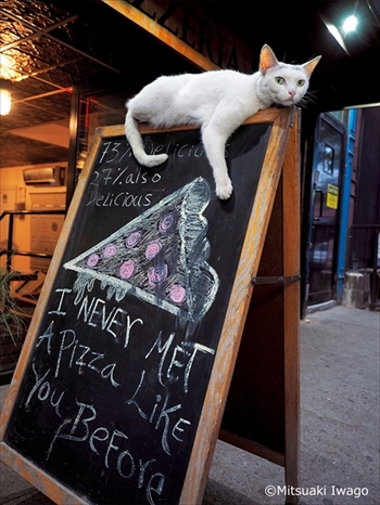 岩合光昭の世界ネコ歩き