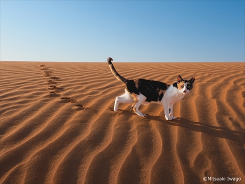 岩合光昭の世界ネコ歩き