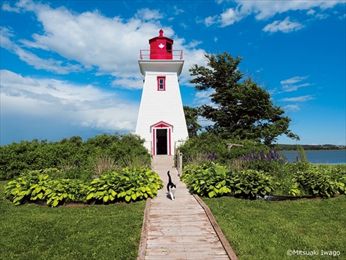 岩合光昭の世界ネコ歩き
