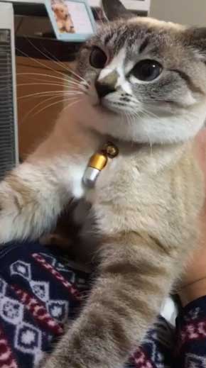 猫 パパの膝 拒否の声 鳴き声 
