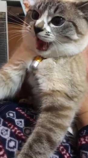 猫 パパの膝 拒否の声 鳴き声 