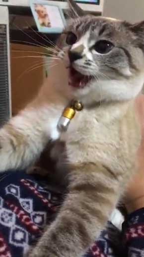 猫 パパの膝 拒否の声 鳴き声 