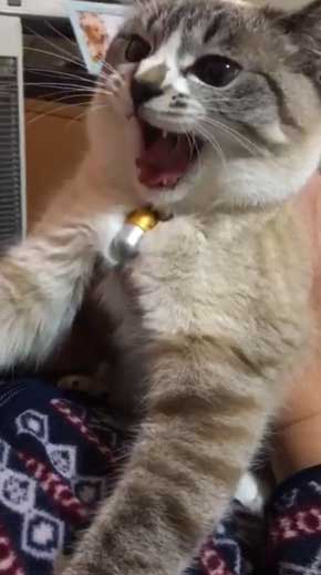 猫 パパの膝 拒否の声 鳴き声 